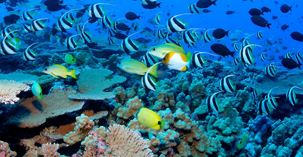 Financial Institutions Launch Finance for Biodiversity Pledge